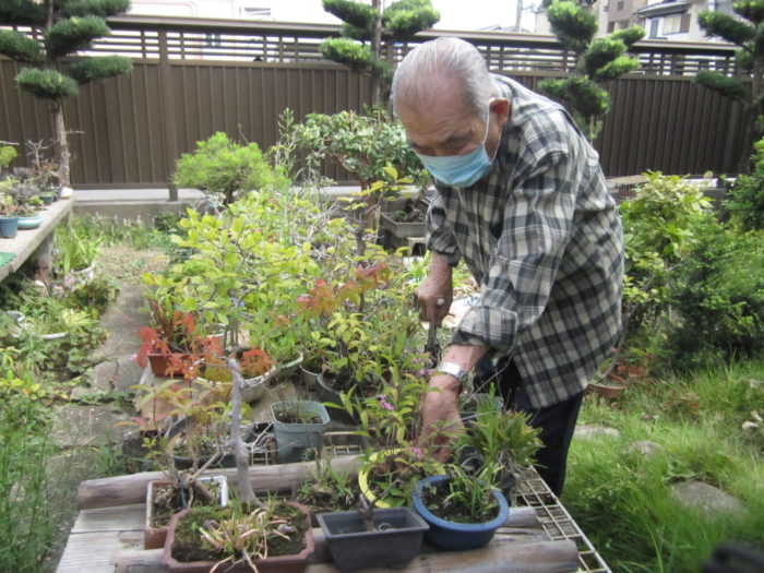 盆栽を品定めしている高齢男性