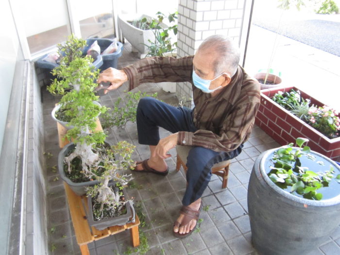 盆栽の手入れをしている高齢男性
