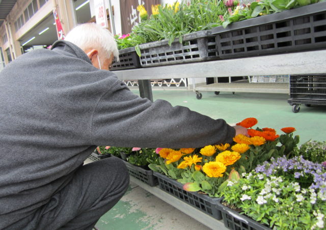 花の苗を選んでいる高齢男性