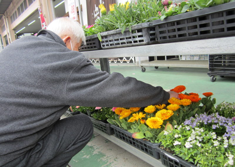 花の苗を選んでいる高齢男性
